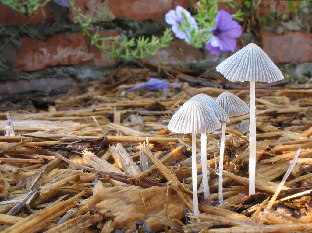 Delicate gray mushrooms