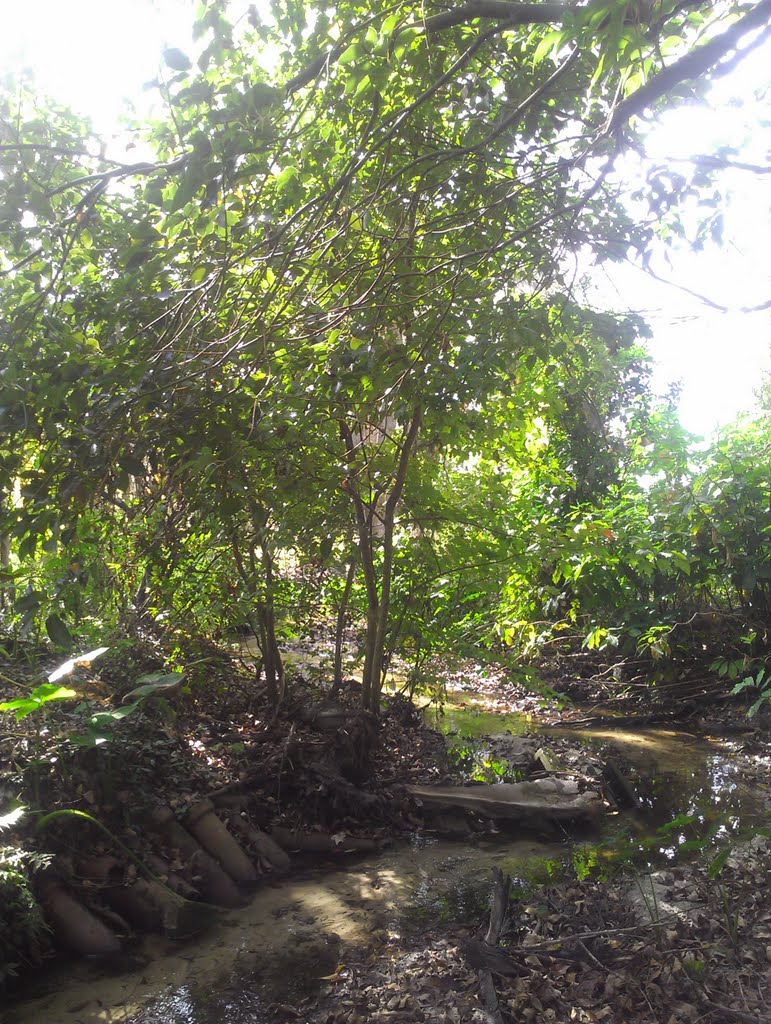 Teacup Springs Creek Bed
