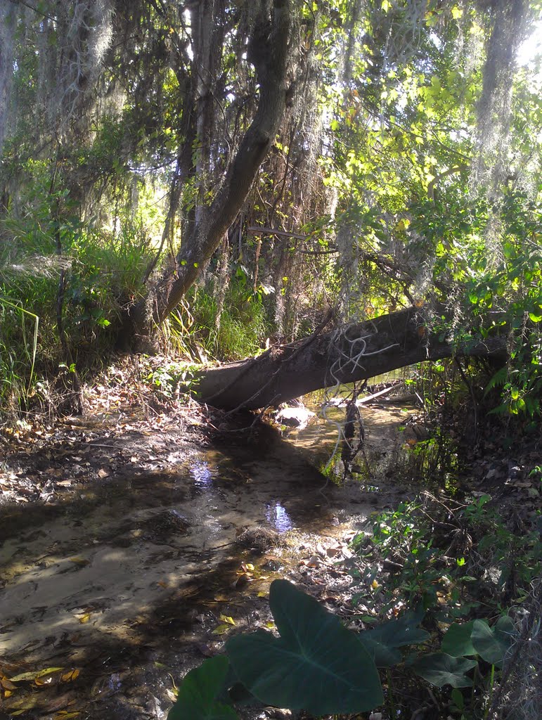 Teacup Springs Run