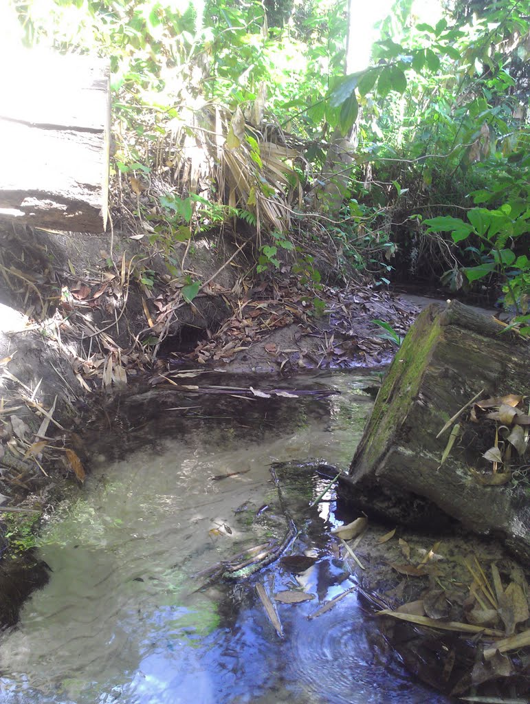 Teacup Springs Creek