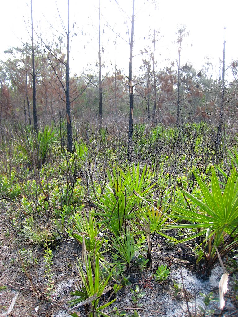 Wekiwa Springs State Park
