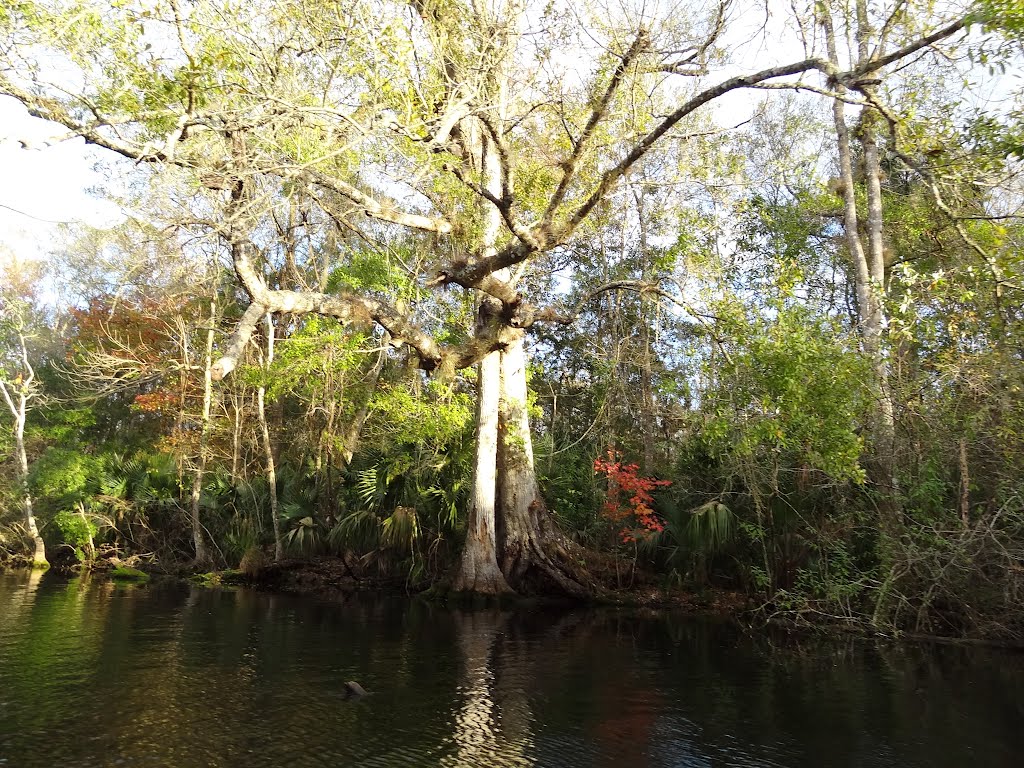 Parque  Wekiba.- Orlando.