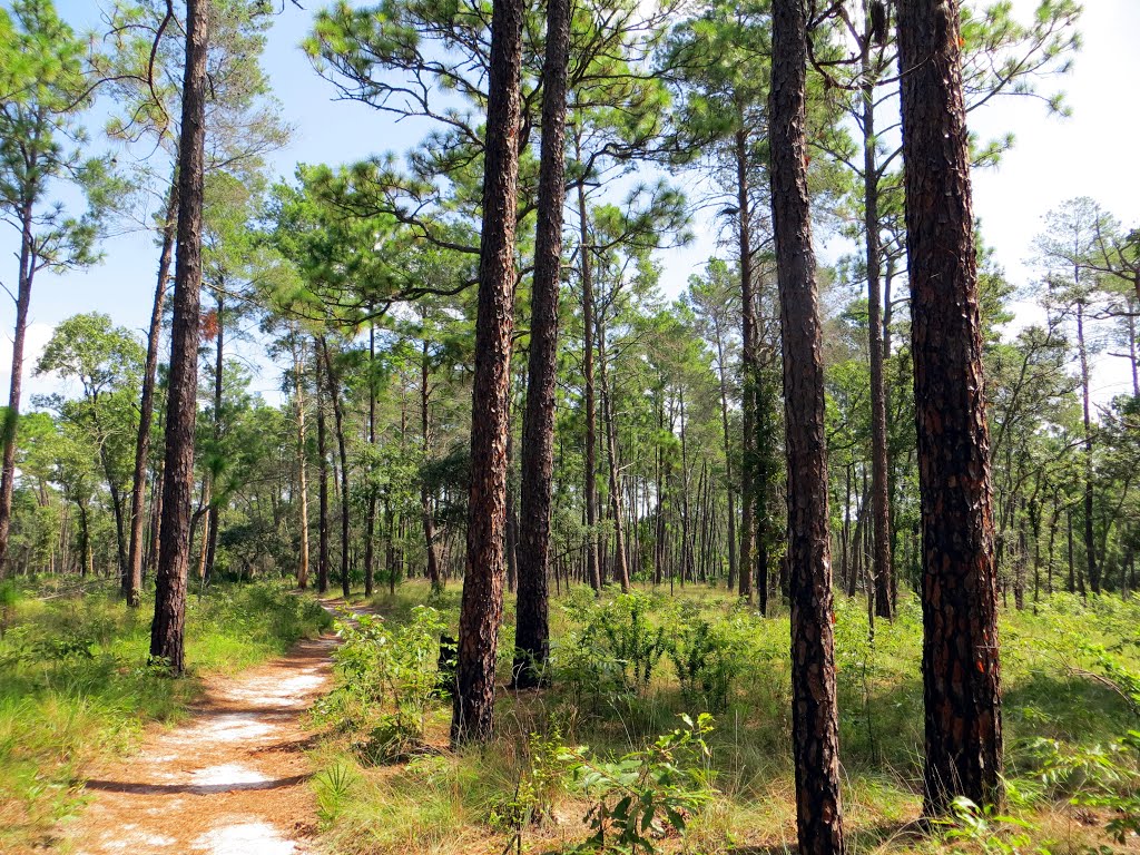 Pines (07/2012)