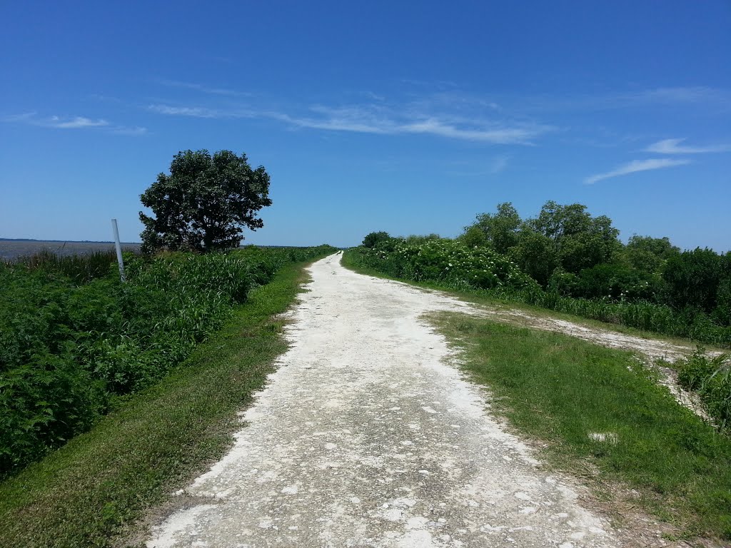 Lake Apopka Trail Loop