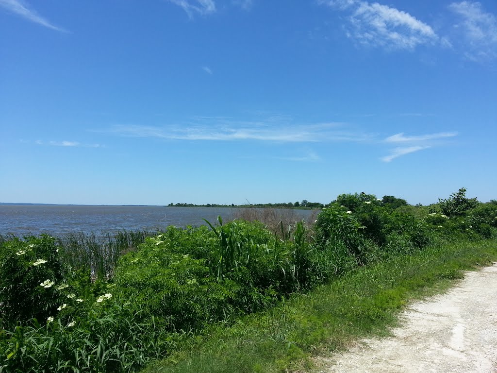 Lake Apopka Trail Loop