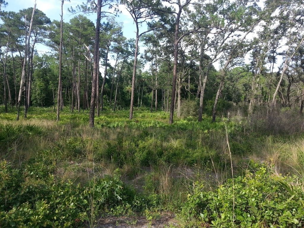 Wekiwa Springs State Park