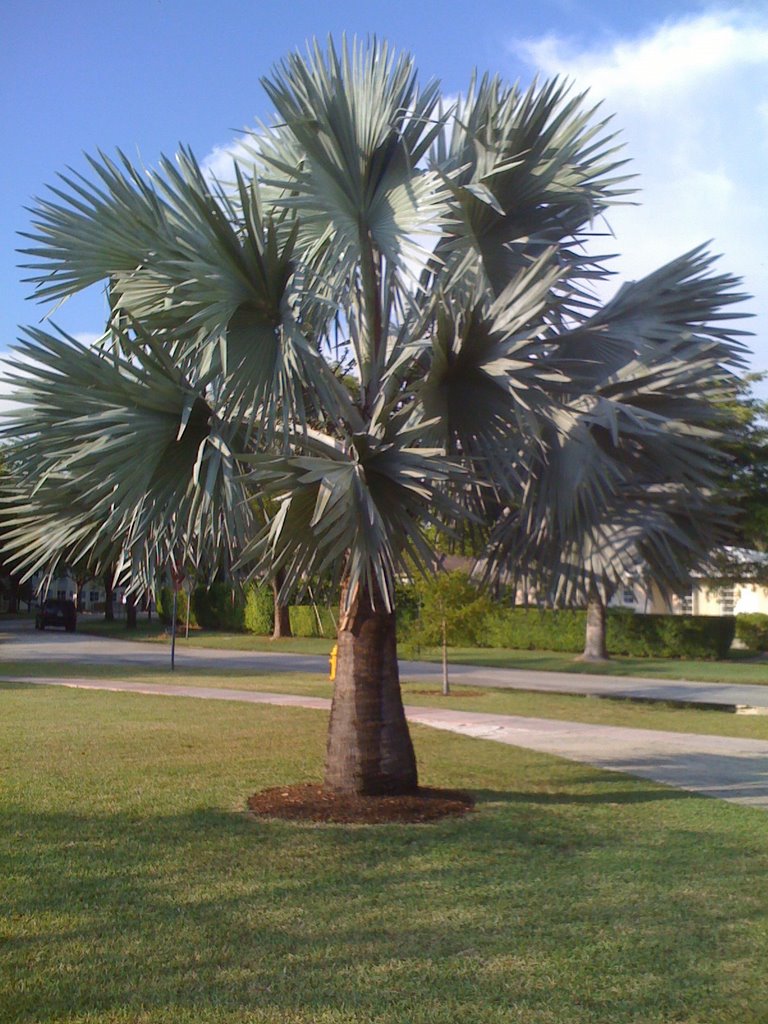 Bismarkia Palm in Coral Gables