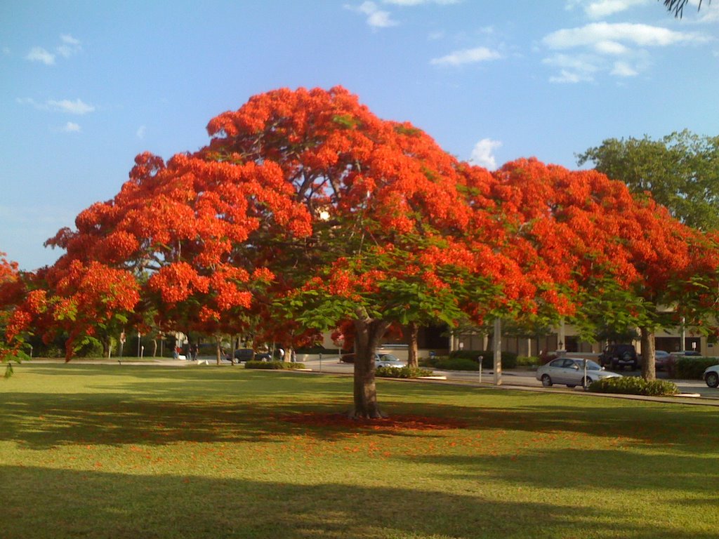 Poinciana in Coral Gables Riviera park