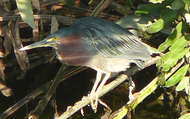 Green-backed heron _Butorides virescens_