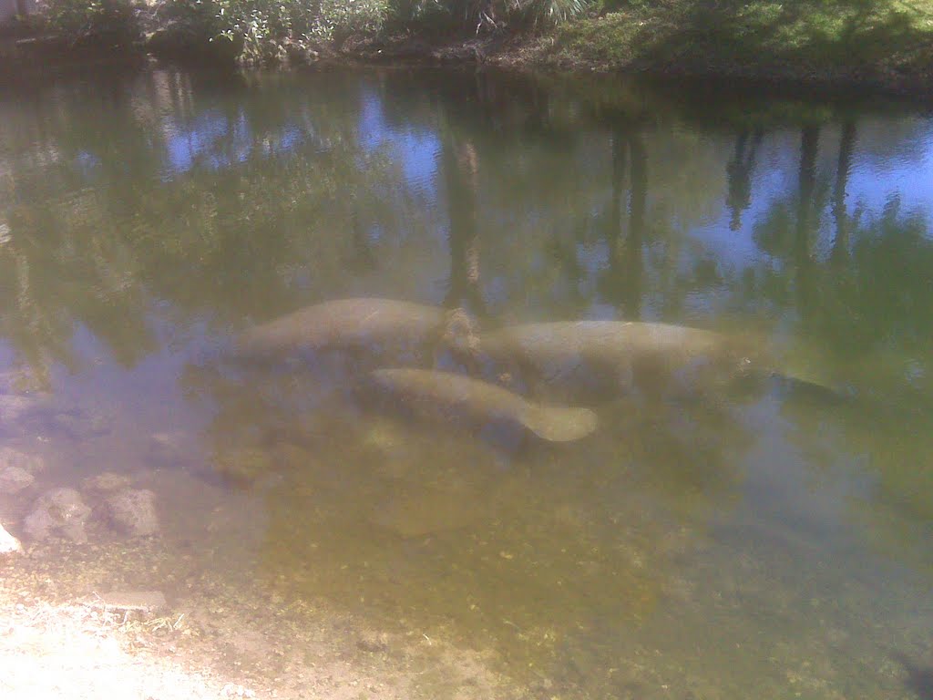 Manatee Family for Billy B@rk