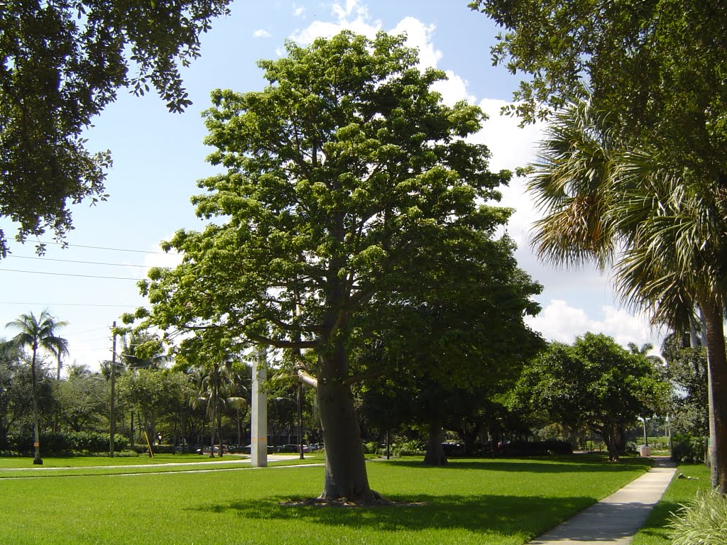 Bello Arbol de Ceiba en el Campus de la Universidad de Miami