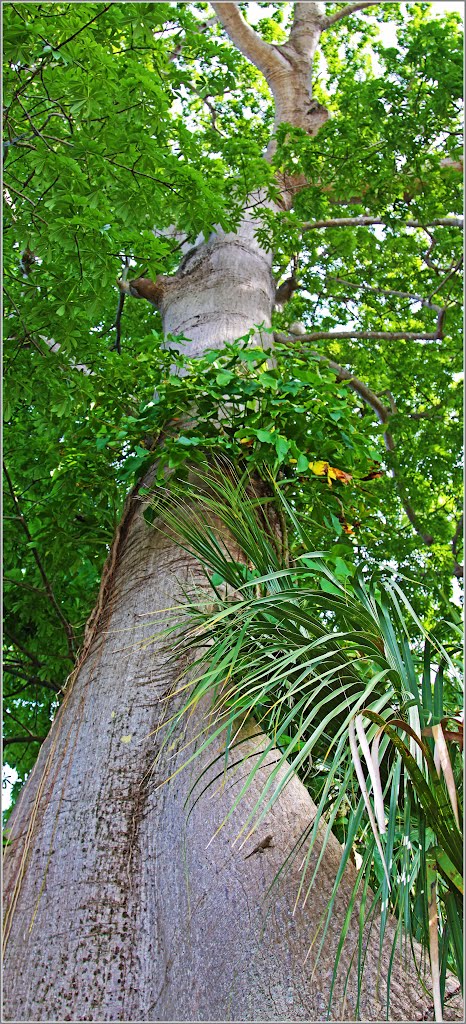 Ceiba trunk