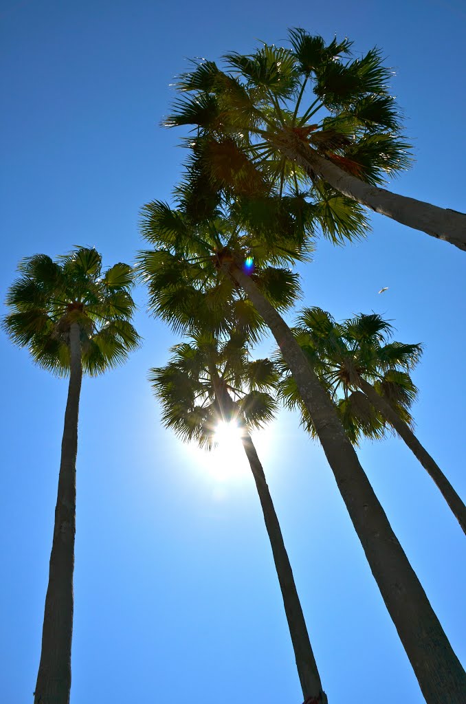 ST. PETERSBURG, FL