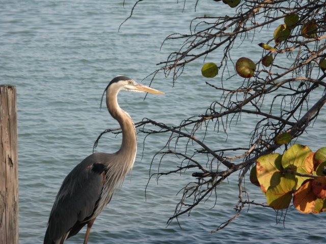 Grey Heron on Deadman Key