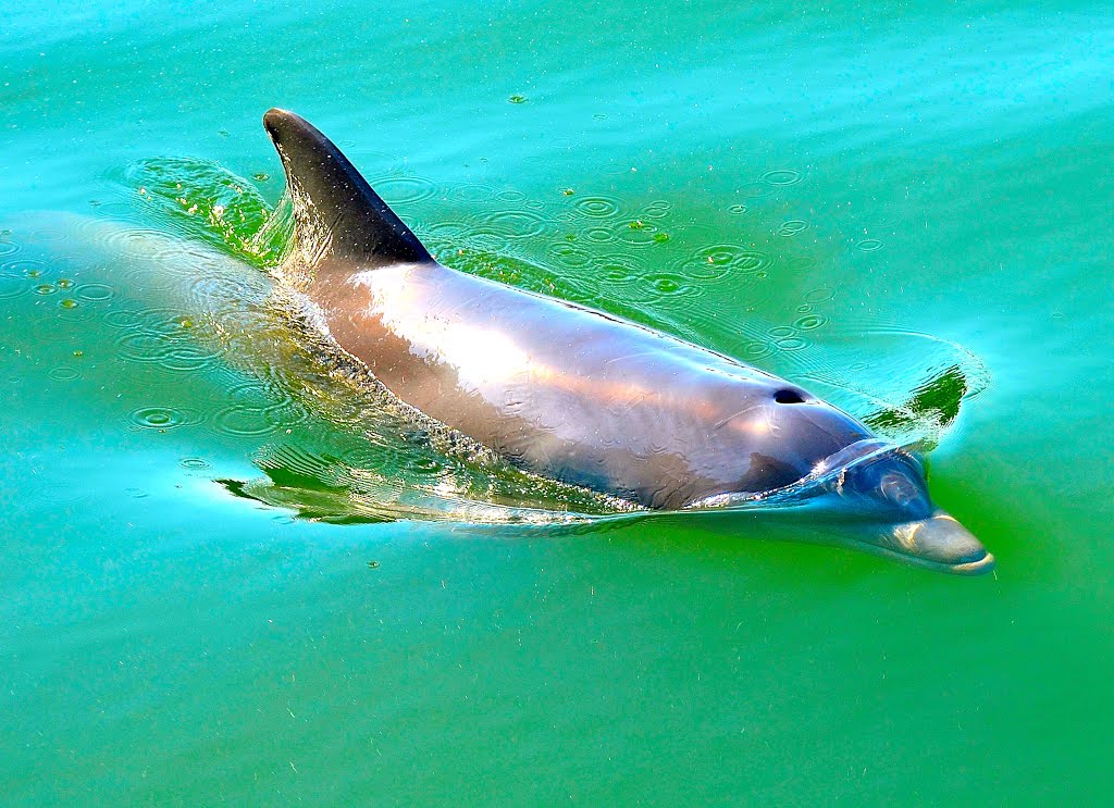 SIGHT of DOLPHIN in GULFPORT, FL, USA
