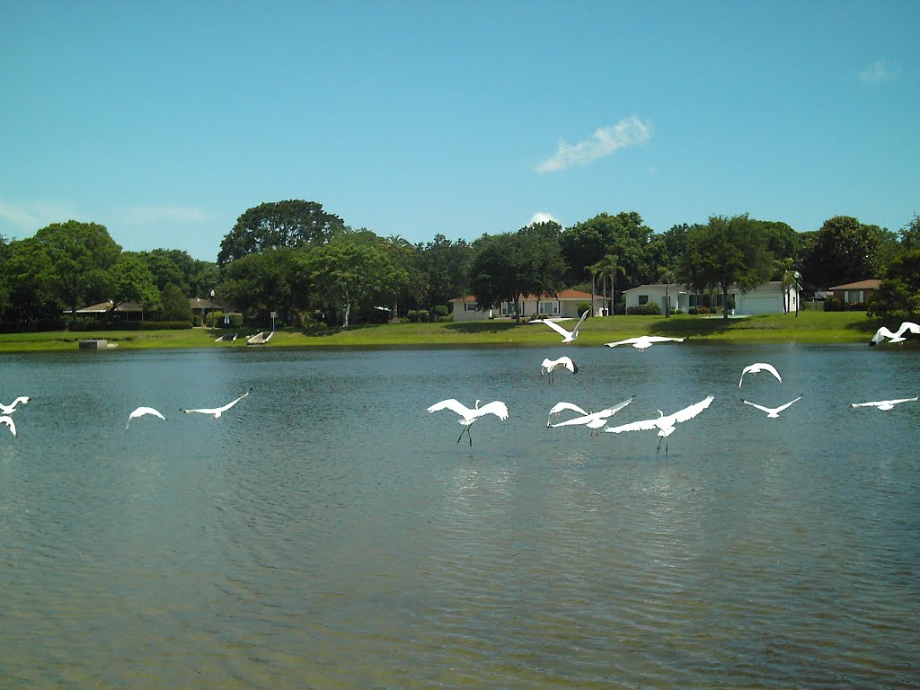 Pasadena Lake - St. Petersburg Florida
