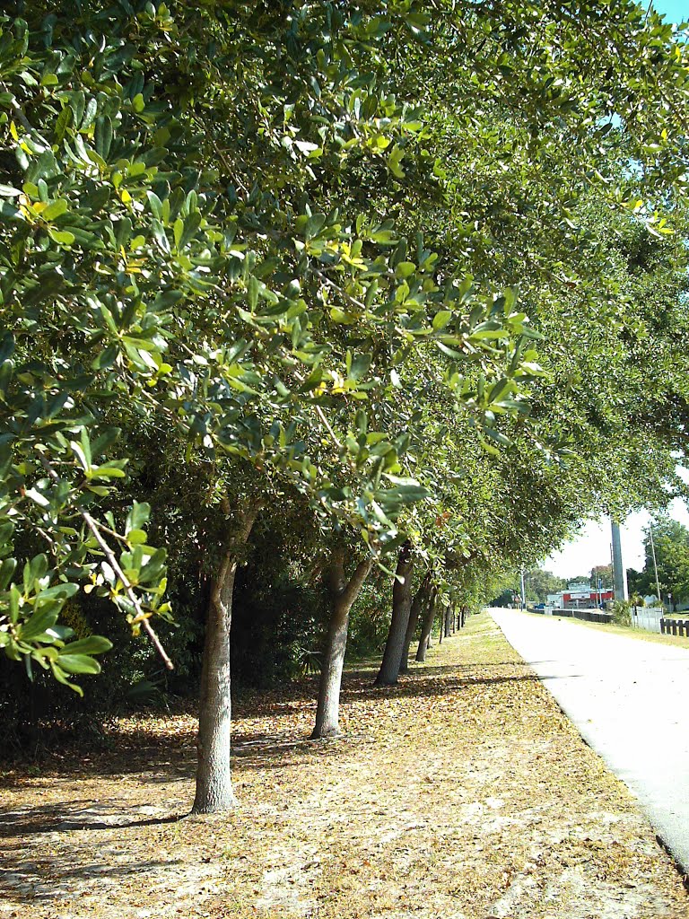 Pinellas Trail - St. Petersburg Florida - near Central Ave at 71st St. North