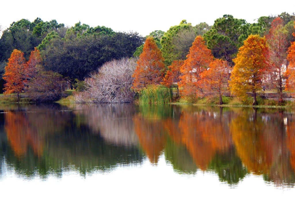 Florida Tree Colors in Winter at Eagle Crest Lake - St Petersburg Florida