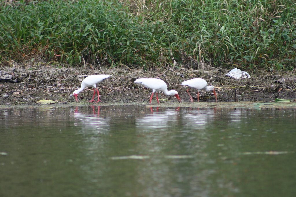 cranes at the park