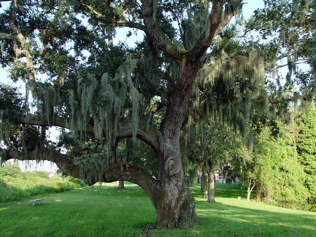 Tropical tree
