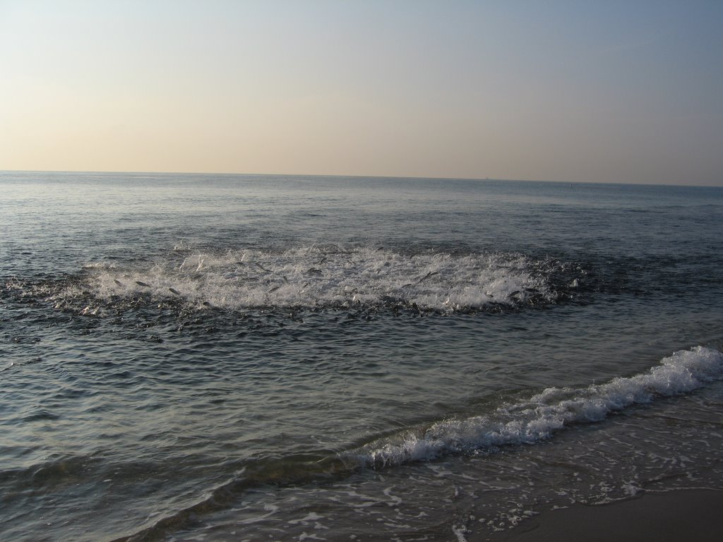 Fish attack at pompano beach
