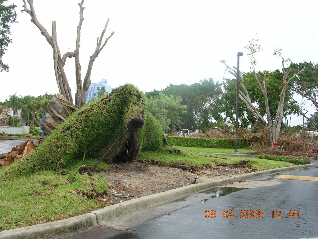 huricane wilma