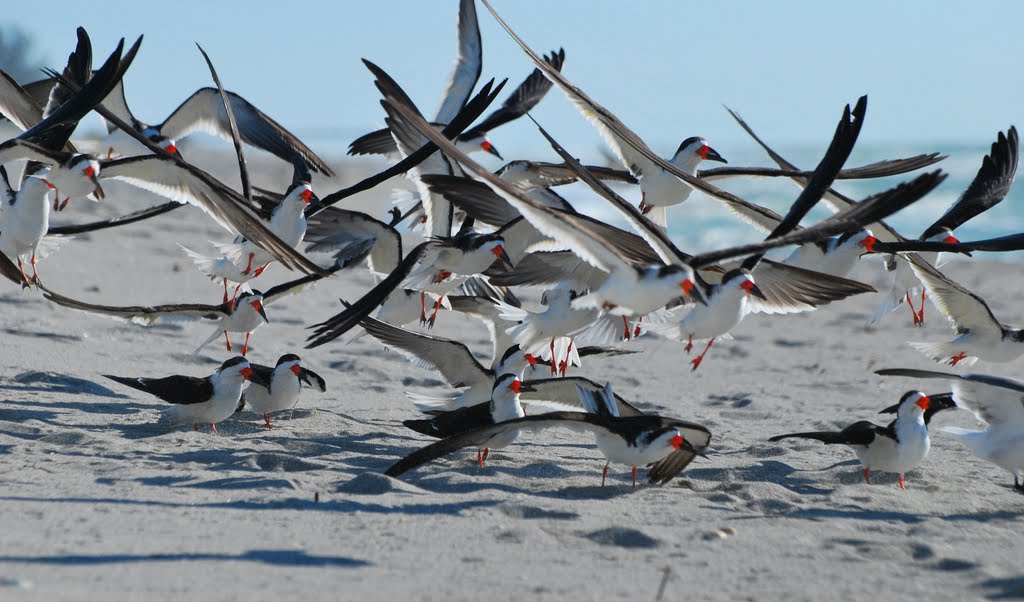 Strandvögel  am Siesta Key, Scherenschnäbel,  Black Skimmer, Rynchops niger