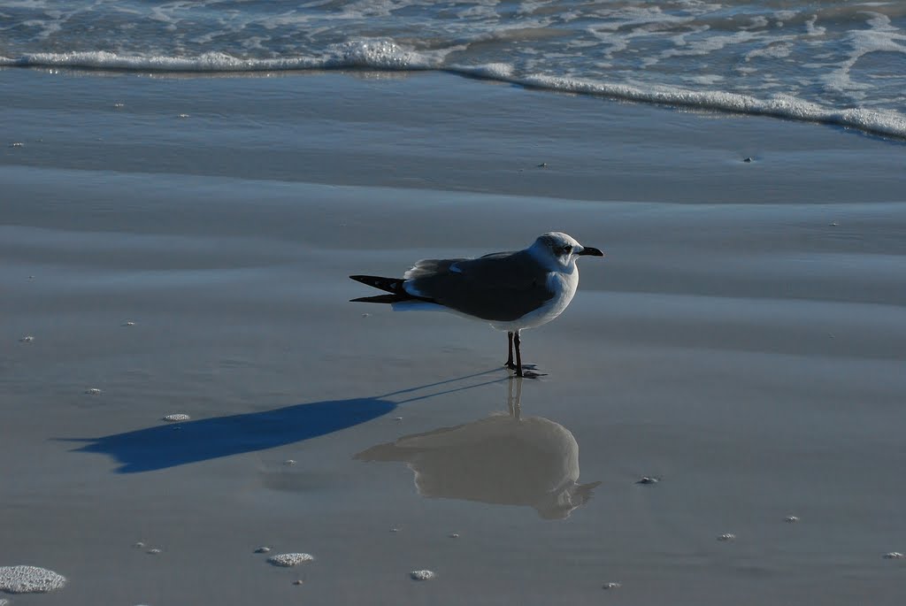 Αt Siesta Key