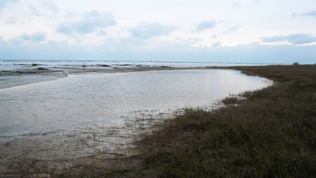 Sarasota beach