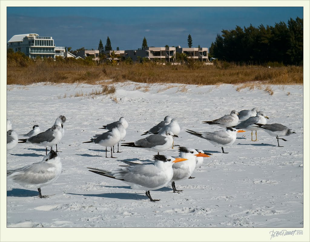 Florida, Siesta Key, Sarasota 2010:12:25