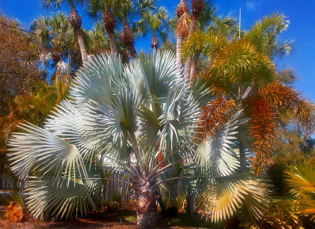 palm nirvana, the finale