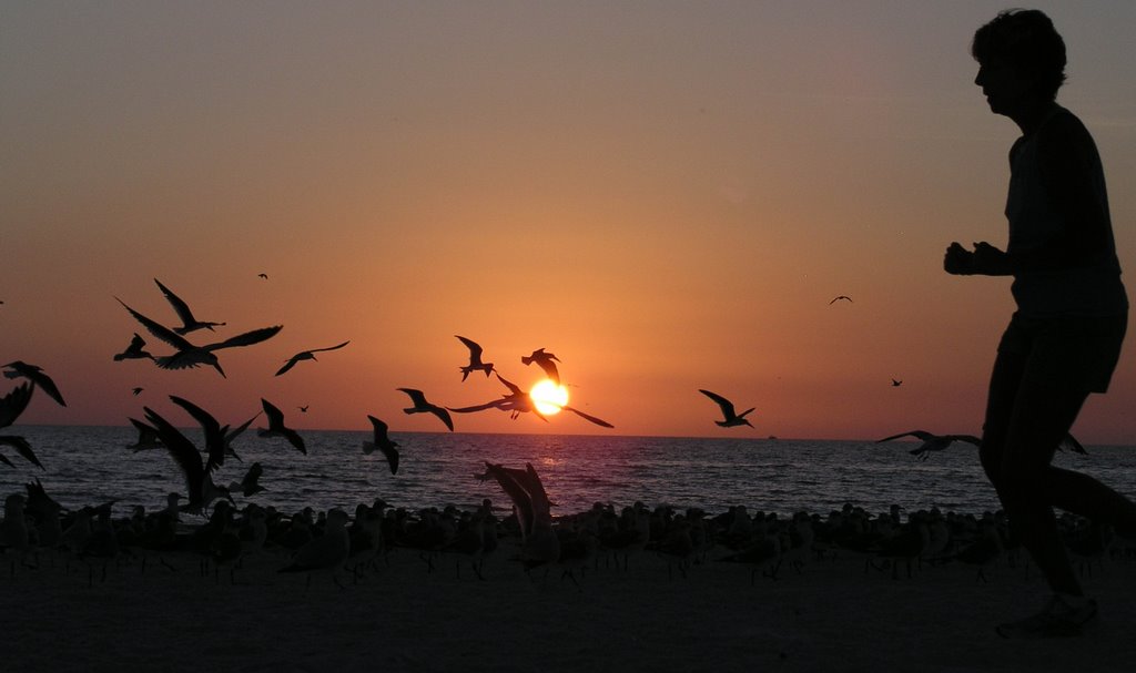 Like a seagull 007