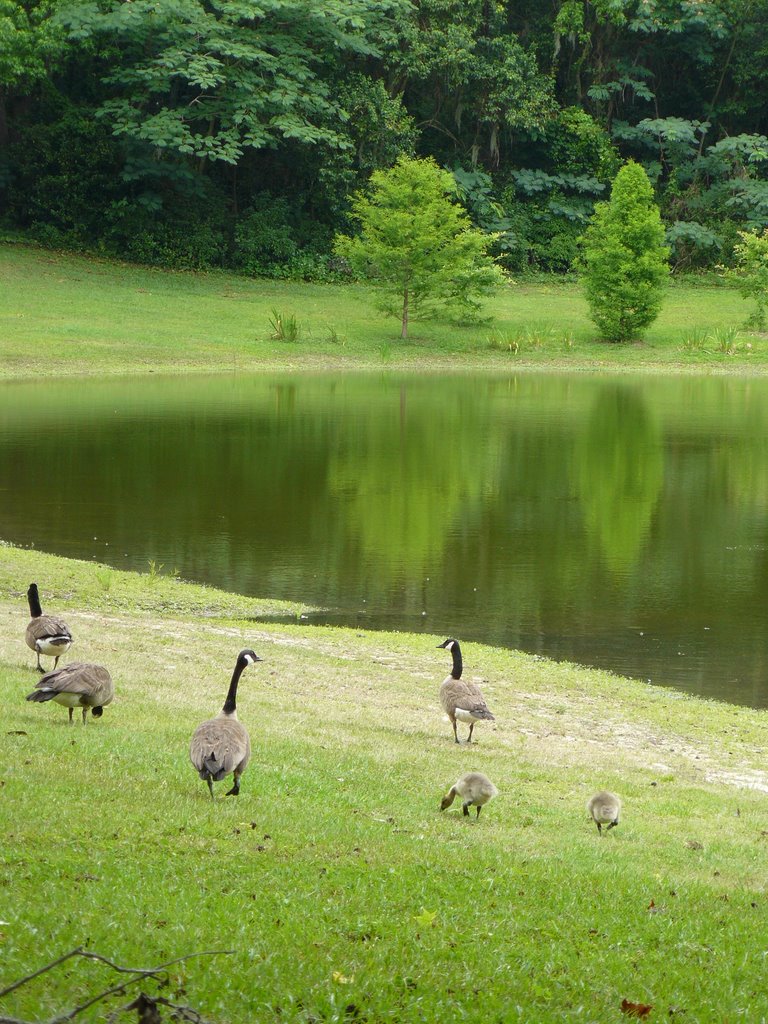 Geese at Chapman Pond