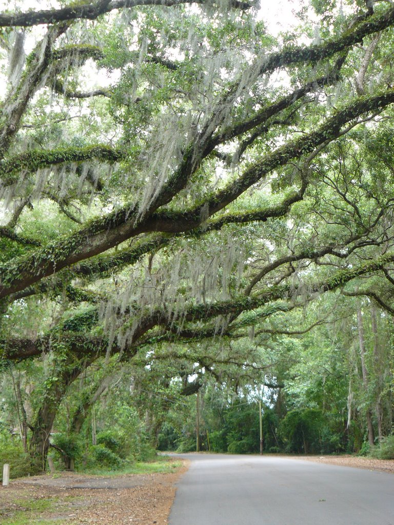 Tree canopy at Santa Rosa Drive