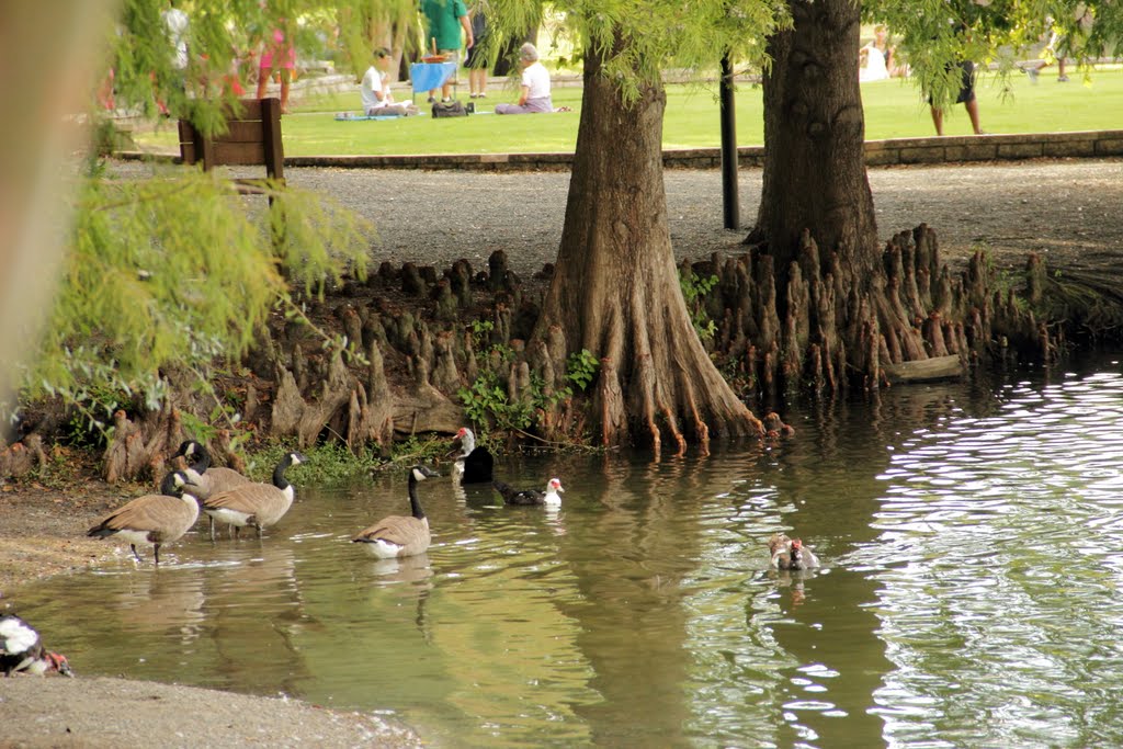 Ducks and trees at Lake Ella, Tallahassee, Fl