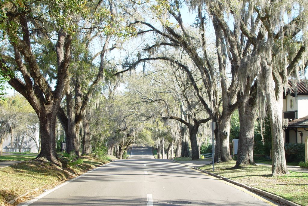 canopy road, Calhoun street north, historic district, Tallahassee, Florida (3-16-2008)