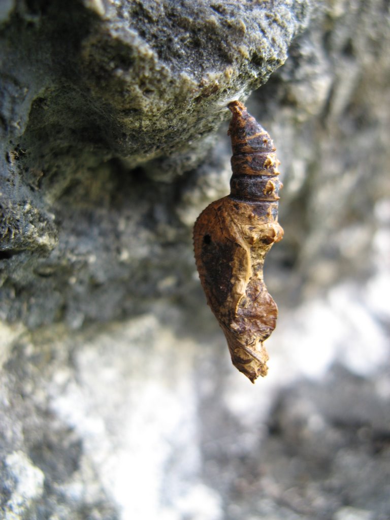 Chrysalis on rocks