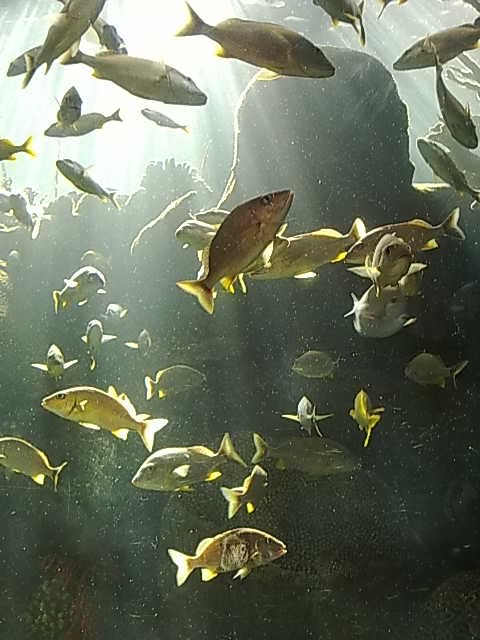 Floridas Fishes