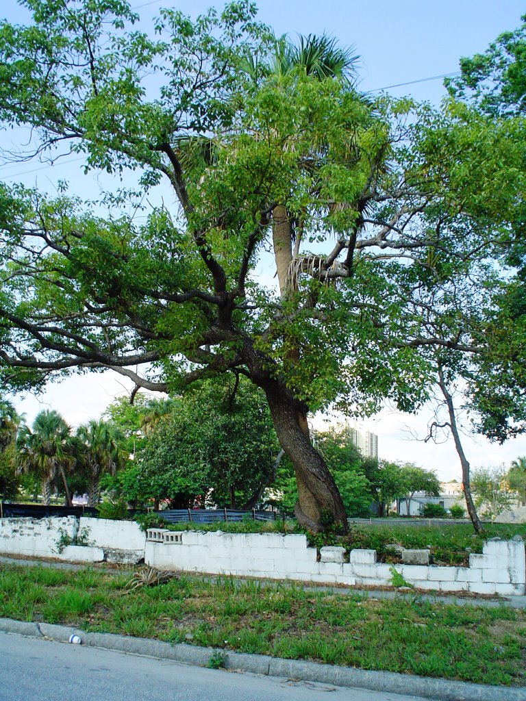 oak & palm trees wrapping around each other, soon to be flattened, Tampa (5-2005)