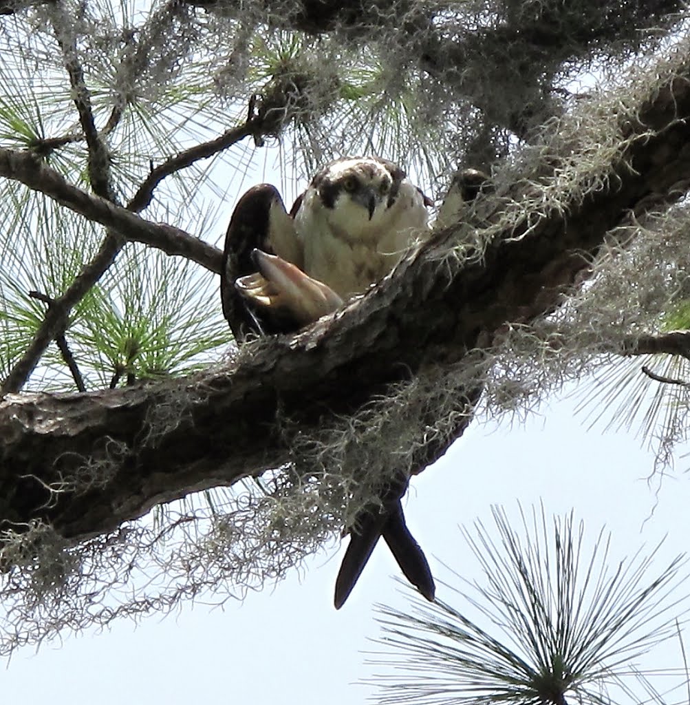 Osprey with Fresh Catch