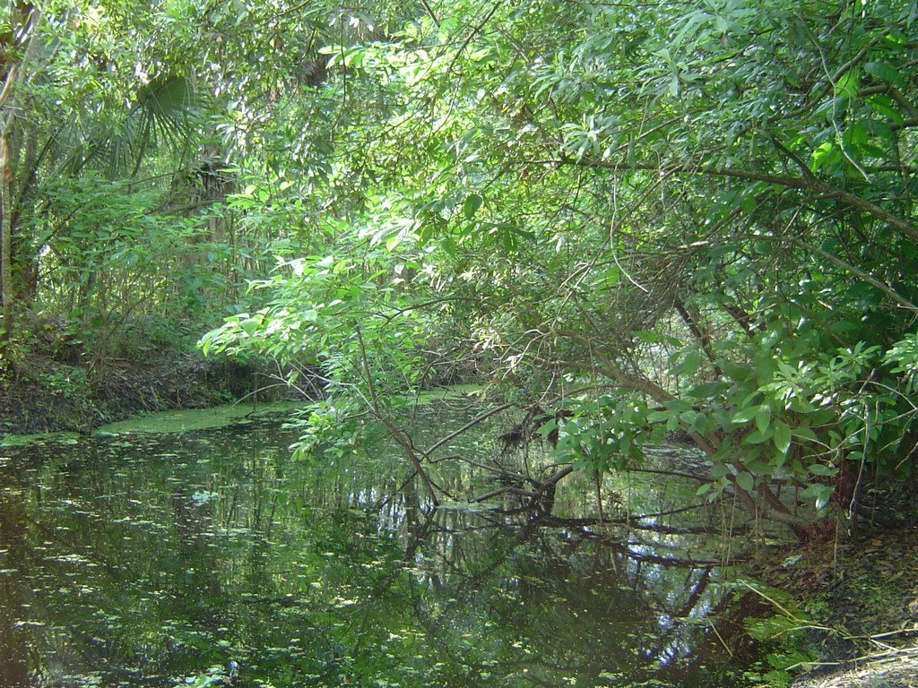 swamp