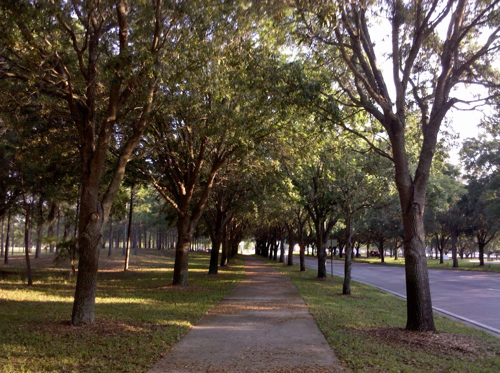 Tree Tunnel Entrance to USF