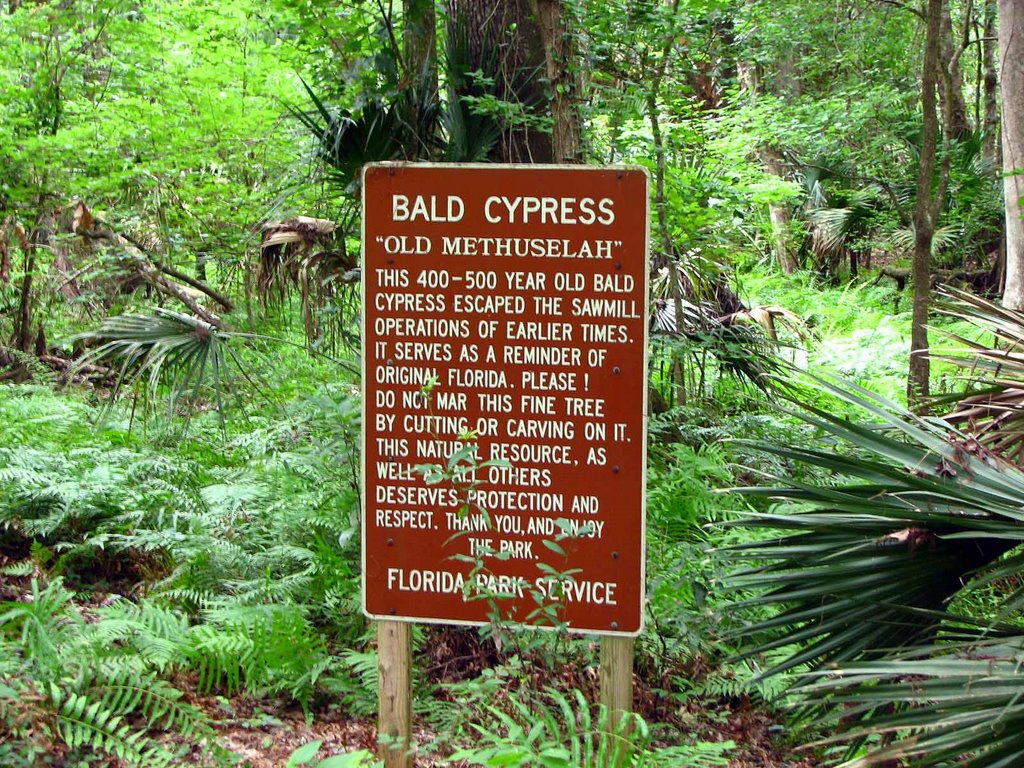 "Old Methuselah" Bald Cypress