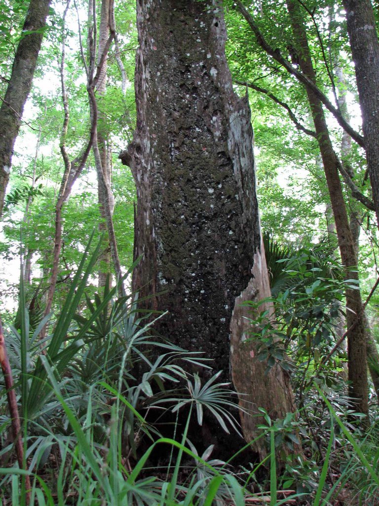 Very old Bald Cypress Tree in Ocala Forest