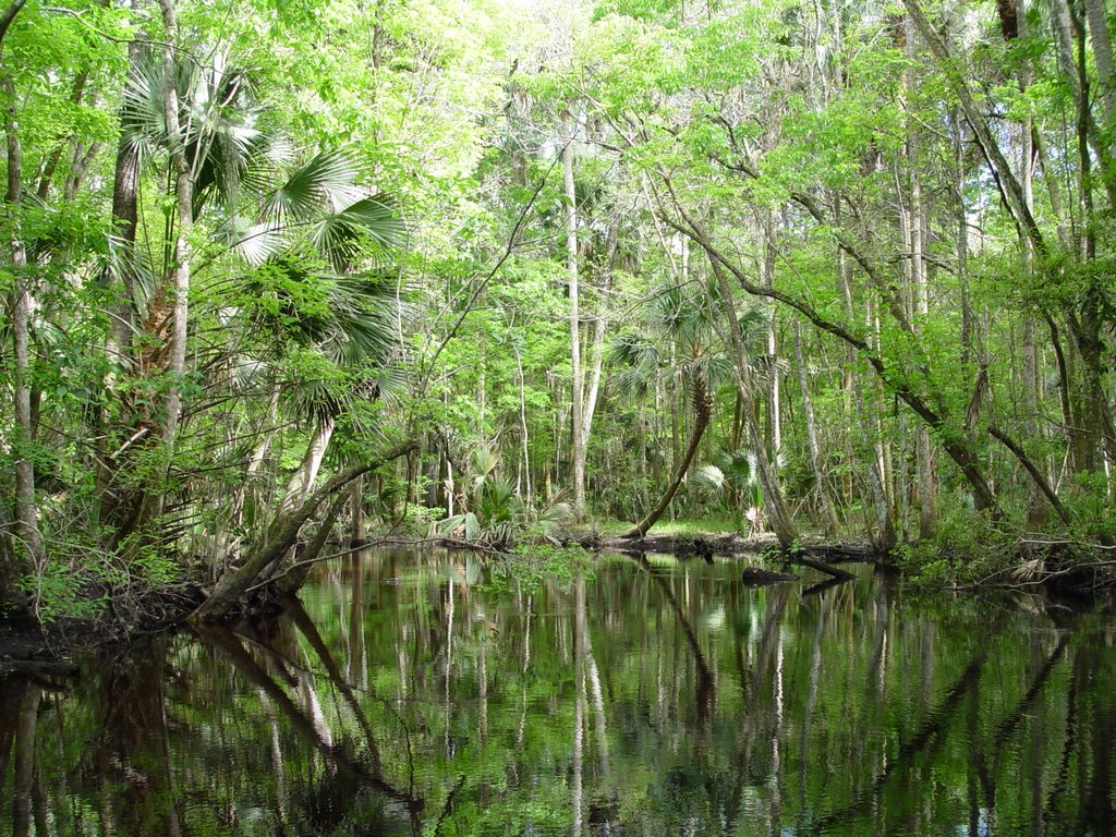 Alexander Springs Creek
