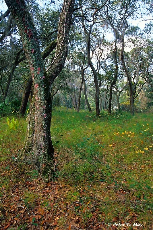 Xeric hammock, Lake Woodruff NWR