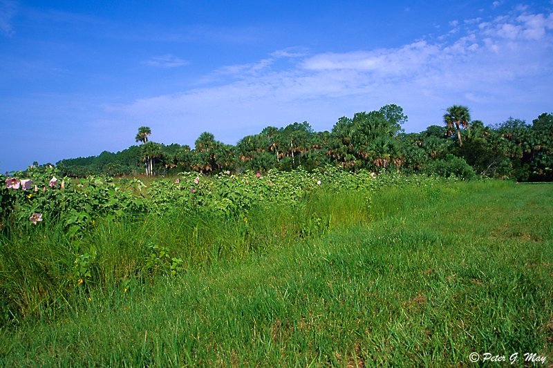 Jones Island, Lake Woodruff NWR