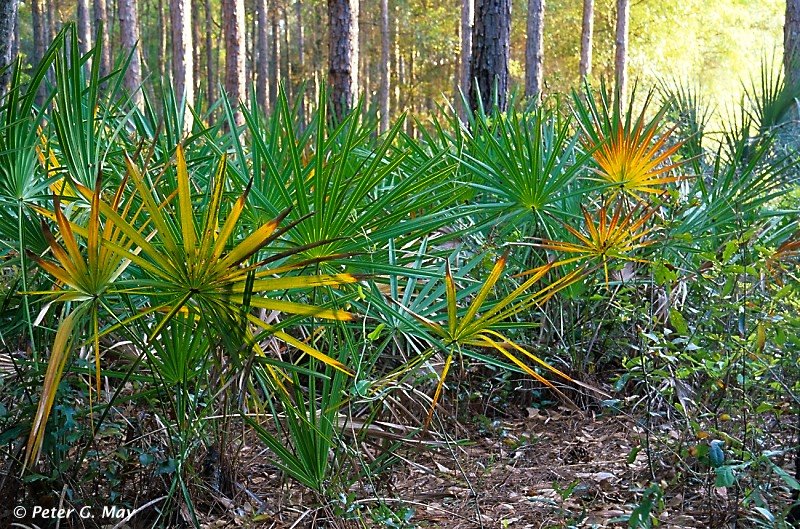 Pine-palmetto forest, Lake Woodruff NWR