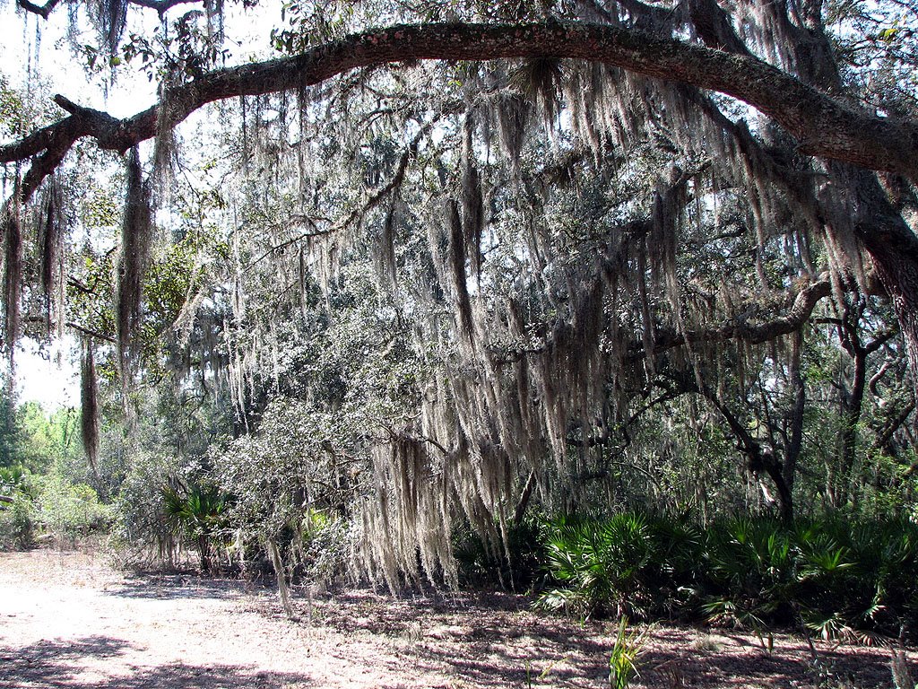 Spanish moss along trail