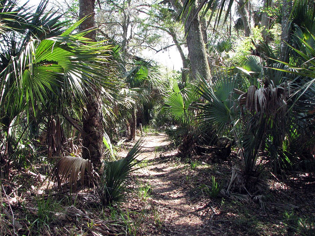 Bridge along trail